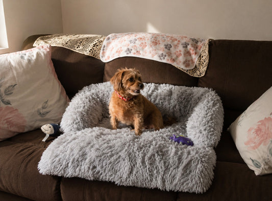 The Couch Cover on a sofa