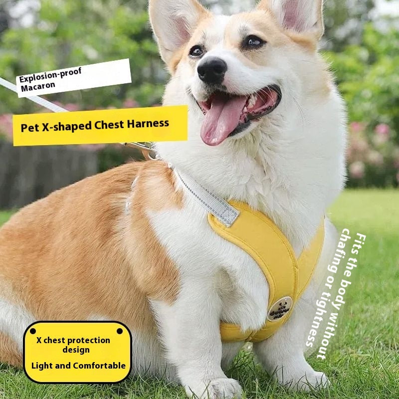 V-Neck Harness & Leash Set for small dogs